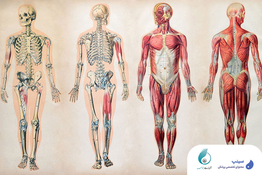 بهترین کتاب آناتومی پزشکی
