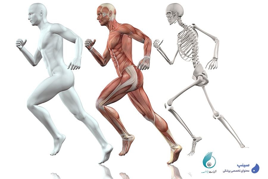 عکس آناتومی بدن