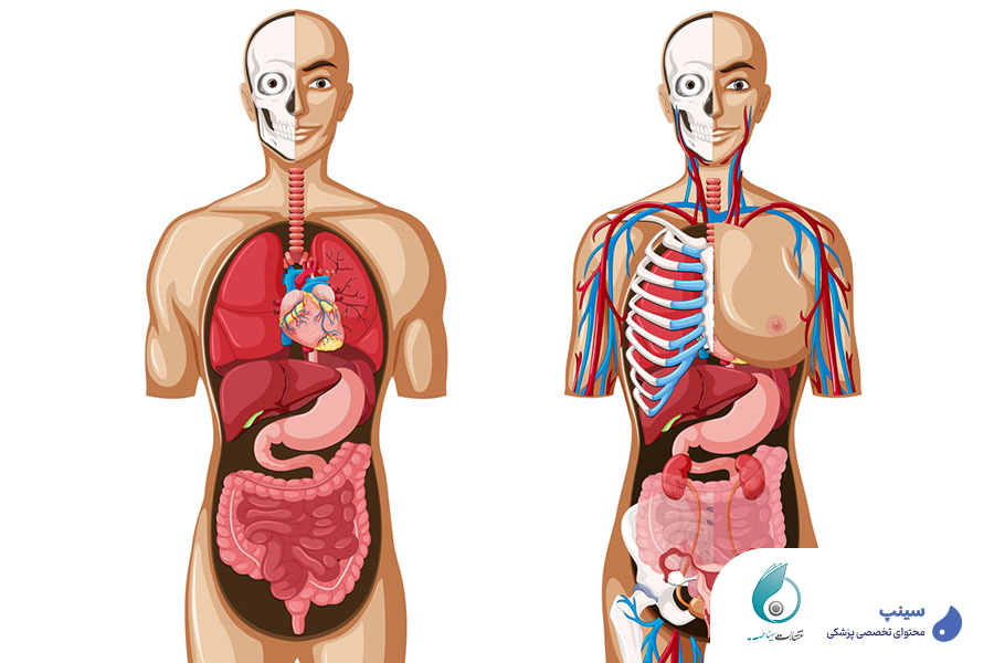 منابع آناتومی پزشکی